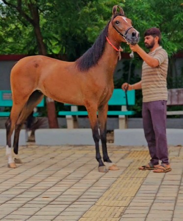 મારવાડી વશેરી વેશવાની છે