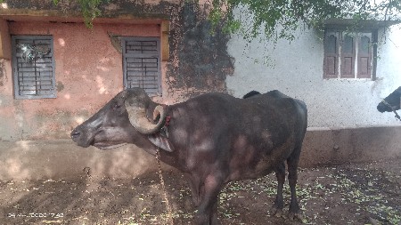 ભેંસ વેચવાની છે