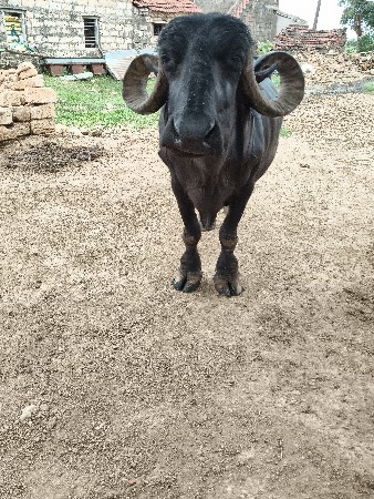 ભેંસ વેચવાની છે