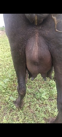 ખડેલી