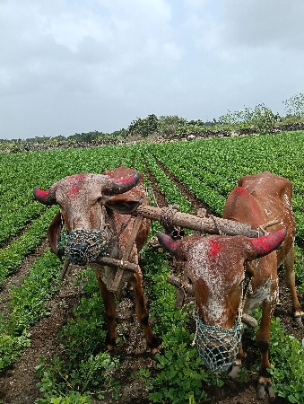 ચાર દાતે