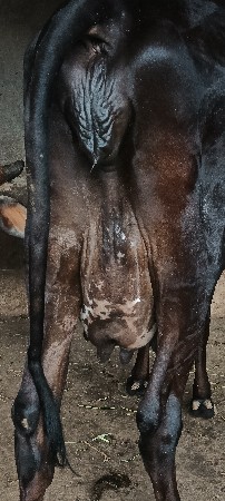 એસ એફ ગાય વેચવાની છે
