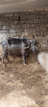 ભેસ વેચવાની છે