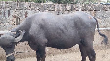 ખ ળે લી પેલ વેતરી