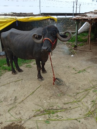 ભેંસો વેચવાની છે સાટા પણ ચાલે