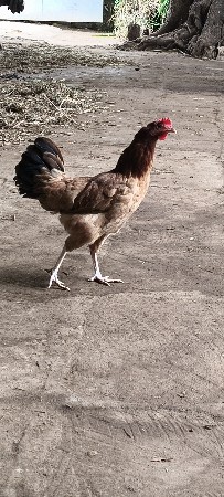 original Desi murghi