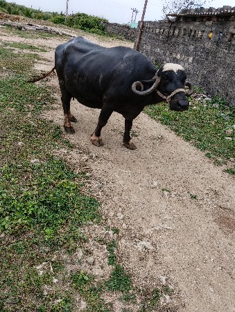 ભેંસ વેચવાની છે