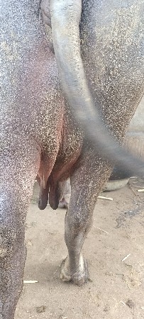 4 વેતર વ્યાસે 
સાતમો મહિનોઘાભની