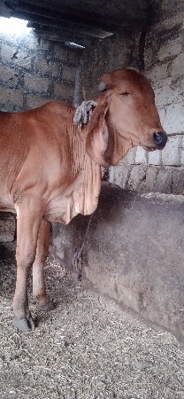 એક વાછડીવેચવાની છે