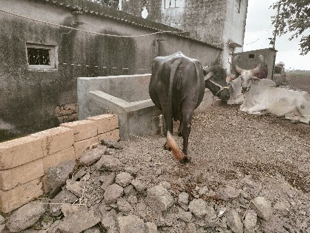 ભેંસ વેચવાની છે