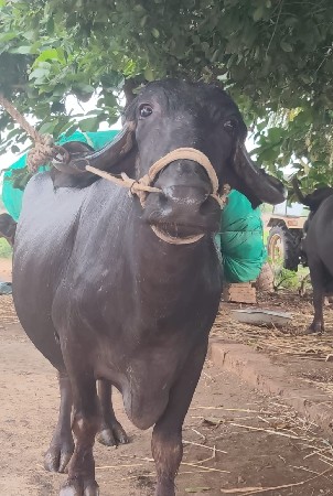 ત્રીજા વેતર મા