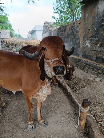 ગાય વેચવાની છે