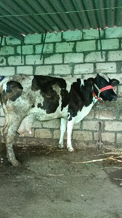 આતાજી ગાય વેચવાની છે