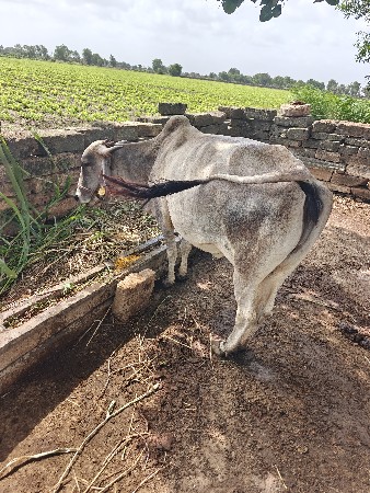 ગાય વેચવાની છે