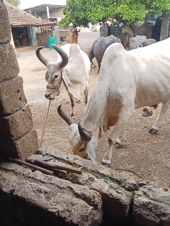 આ બળદ ની જોડી વેચવાની છે ત્રણ ત્ર