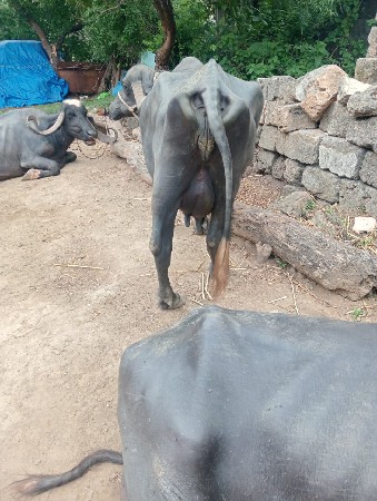 નારણ ભાઈ મોં ૯૭૩૭૨૨૮૧૮૩