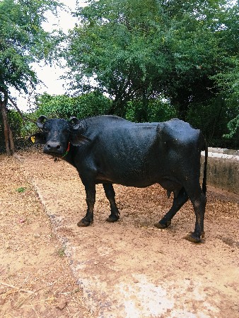 વેચવાની