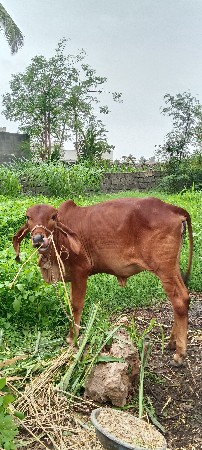 ગીર