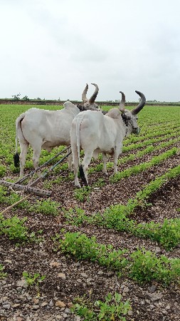 સાવ સોજા