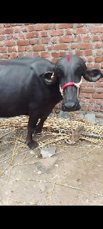 પેલા પેટ પાડી
