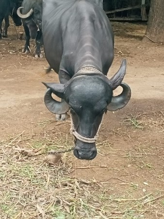 પેલા વેતરમાં પડેલી વેચવાની છે