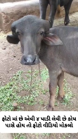 ફોટો માં છે એવી પાડી લેવી છે