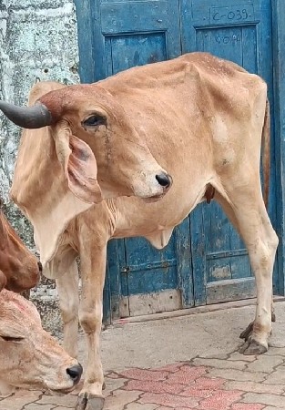 ગાયો વેચવાની છે