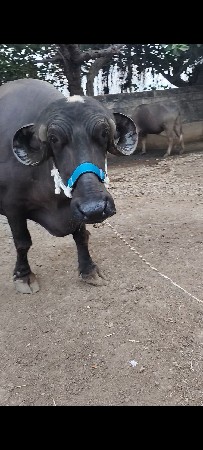 3 જુ વેતર વીયાસે છે