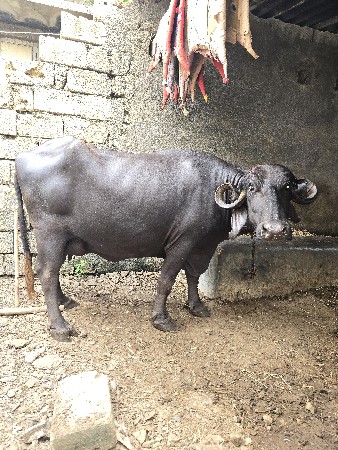 આ બે ભેંસ વેચવાની છે