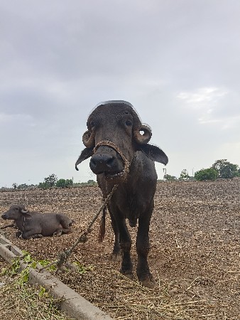 બીજું વેતર વ્યાસે આઠમો મહિનો