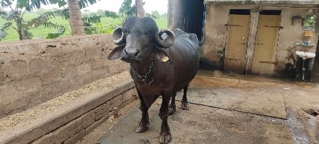 ભેંસ વેચવાની છે.