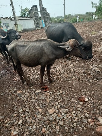 ખડેલા,વેચવછે,