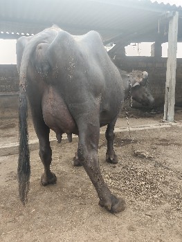 ભેંસ વેચવાની છે