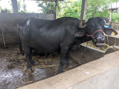 ભેંસ વેચવાની છે