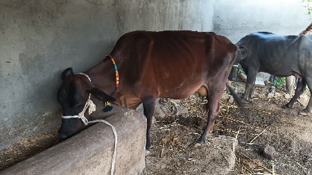 જર્સી ગાયૂ વેચવા ની છે