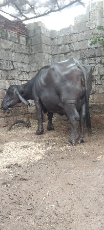આ ભેંસ વેચવાની છે