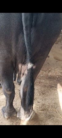 બની ભેસ છે