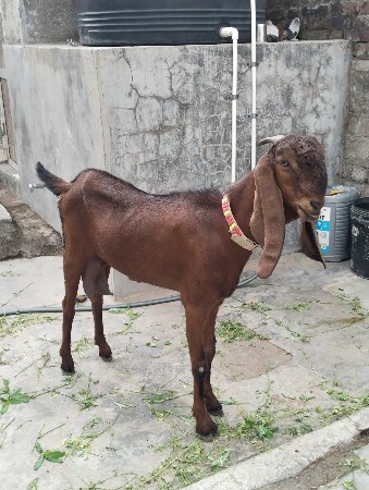 તોતા પૂરી બકરી 
હાયટ ગજા ની પૂરી