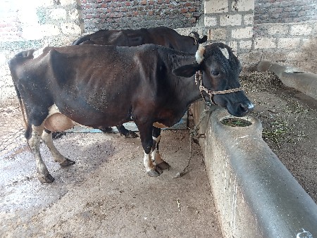 વેચવાની છે