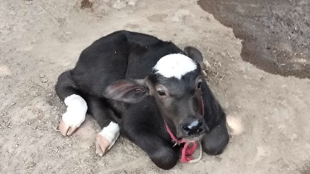 2 bhesh vechavani
