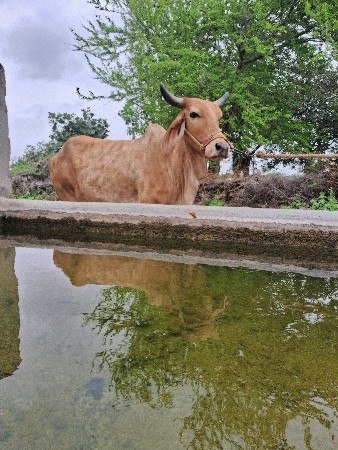 ગાય વેચવા નિ છે
