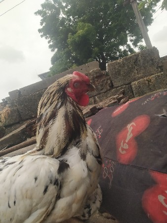 asil murkho deesi kukdi