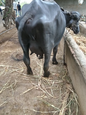 આ ખડેલી વેચવાની છે