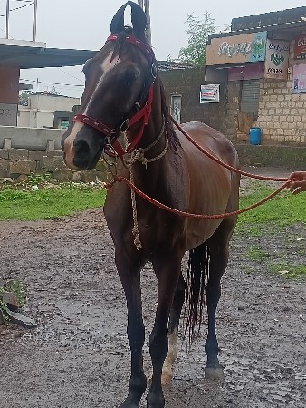 ધોદીસેવેસવાની