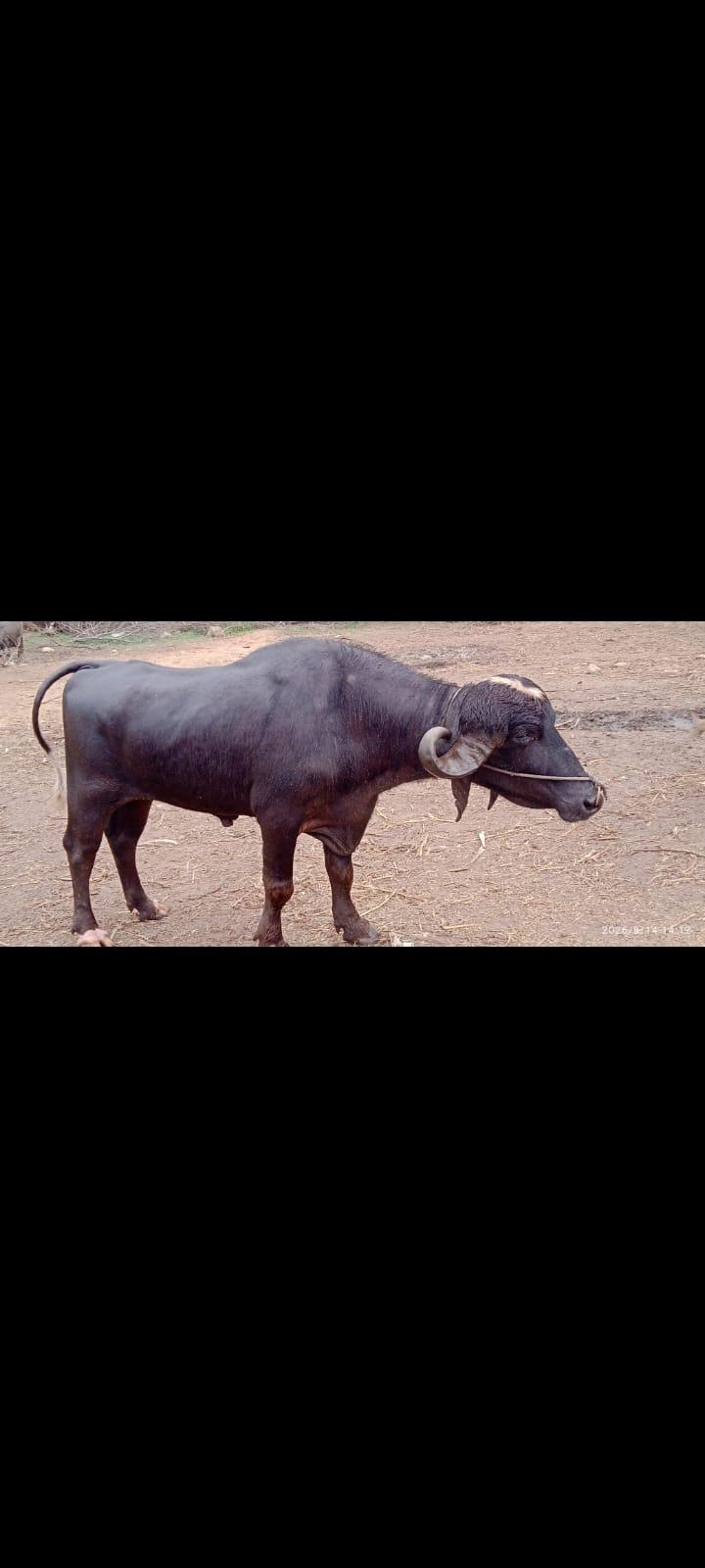 પાડો વેચવાનો છે