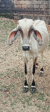 વાસળી વેચવાની છે