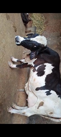 વેચવાની સે