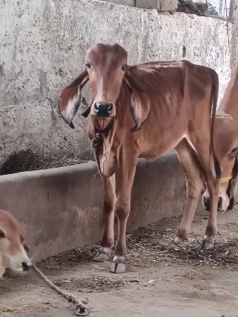 ગીર વાછડી વેચવાની છે