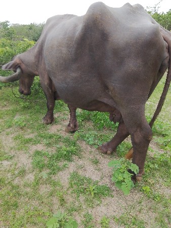 ભેંસ વેચવાની છે