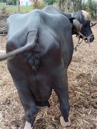 ભેંશ વેચવાની છે
